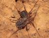 Homalenotus sp.